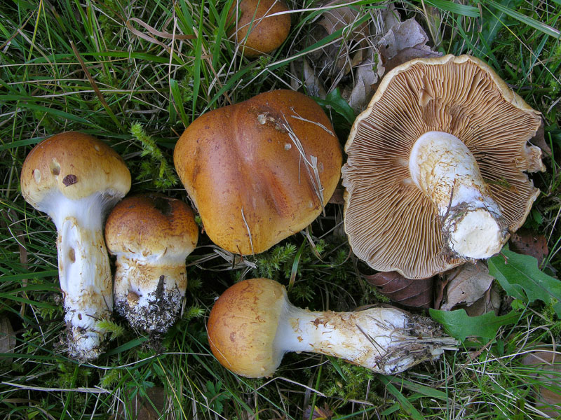 Cortinarius, 26 settembre.